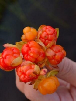 คลาวด์เบอรี่ (Cloudberry) / 20 เม็ด (นอก)