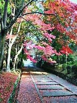 เซลโคว่าญี่ปุ่น (Zelkova Japanese) / 10 เม็ด (Australia)