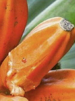 กล้วยน้ำผึ้ง (Honey banana) หรือมูซา จอห์นซี (Musa johnsii) / 2 เม็ด (Portugal)