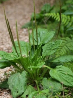 ผักกาดน้ำ (Plantago major) ใบใหญ่ / 100 เม็ด (Hungary)