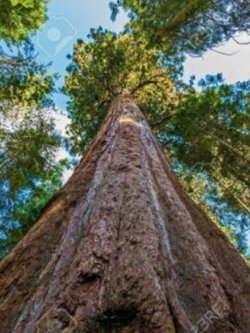 สนยักษ์ซีคัวญ่า (Sequoiadendron Giganteum) / 20 เม็ด (Portugal)*