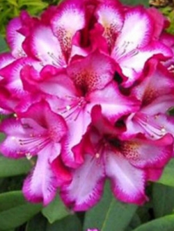 กุหลาบพันปี (Azalea) ชมพู-ขาว / 25 เม็ด