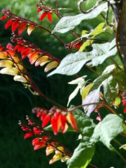 เขี้ยวมณี (Ipomoea Lobata) / 10 เม็ด (France)