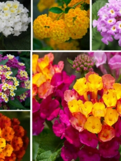 ผกากรอง (Lantana camara) คละ / 200 เม็ด (นอก)