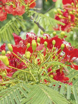 หางนกยูง ดอกสีแดง / 5 เม็ด (Hungary)