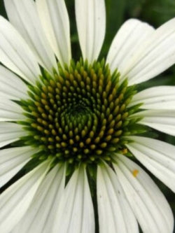 เอ็กไคนาเซีย (Echinacea) สีขาว / 100 เม็ด