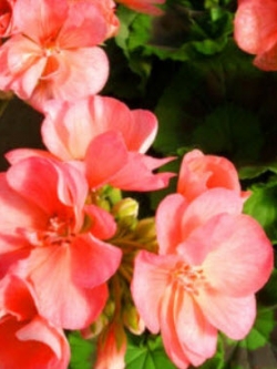 เจอราเนียม-แซลมอน เอฟทู (Geranium - Salmon F2) / 10 เม็ด (UK)