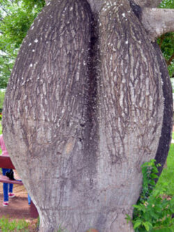 ต้นขวด (Bottle tree) / 10 เม็ด (Italy)*