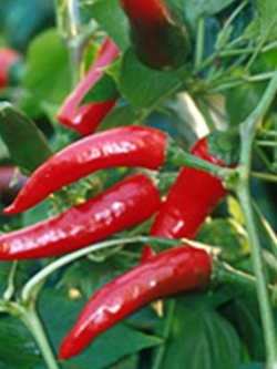 พริกอ่อนยูเครน / 35 เม็ด (Ukraine)