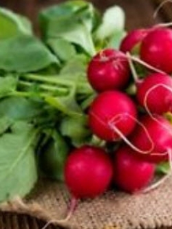 ไชเท้า ไรอา (Radish - RIA) สีแดง / 100 เม็ด (UK)