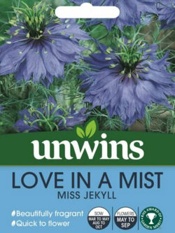 รักในสายหมอก สีฟ้า (Love In A Mist - Miss Jekyll) / 650 เม็ด (UK)
