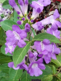 ต้นกระเทียมเถา (Garlic Vine) กระถาง สูง 30-40 ซ.ม. / ต้น (P2S)