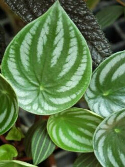 เปปเปอร์โรเมีย ใบแหลม (Watermelon Peperomia) / 50 เม็ด (China)