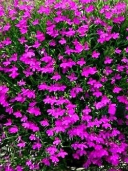 ดอกผีเสื้อ สีแดงกุหลาบ / 50 เม็ด