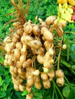 ถั่วลิสง (Groundnut Peanut) คละ / 10 เม็ด (นอก)