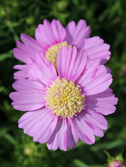 ดาวกระจาย พิ้งค์ พ็อปซ็อคส์ (Cosmos - Pink Popsocks) / 50 เม็ด (UK)