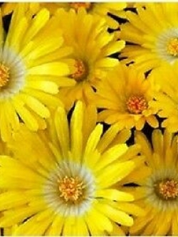 ไอซ์แพล้นท์ (Ice Plant) สีเหลือง / 100 เม็ด (USA)