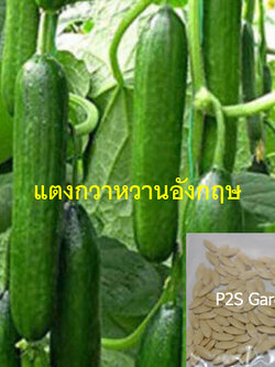 แตงกวาหวานอังกฤษ เบ็ธ แอลฟ่า (Cucumber - Beth Alpha) / 45 เม็ด (UK)