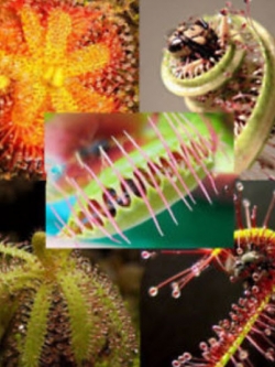พืชกินแมลง (Carnivorous Plants) รวมมิตร / 40 เม็ด