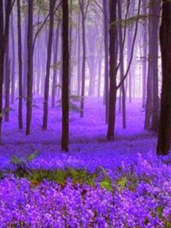 ลาเวนเดอร์ (Lavender) / 300 เม็ด (UK)