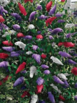 ราชาวดี (Buddleja) คละ / 100 เม็ด (นอก)