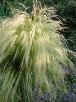 หญ้าขนเม็กซิกัน (Mexican Feather Grass) / ซอง 200 เม็ด (Poland)