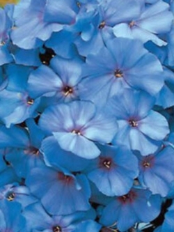 ฟลอกซ์ (Phlox) สีฟ้า / 50 เม็ด (China)
