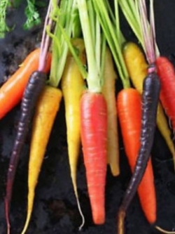 แครอท แฟนซี (rainbow carrot) / 200 เม็ด