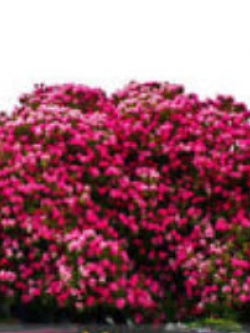 ซากูระ (Cherry Blossom - Sakura) สีชมพูเข้ม / 10 เม็ด