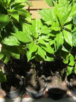 ต้นกุหลาบพุกาม กระถาง 6 นิ้ว สูง 15-25 ซ.ม.