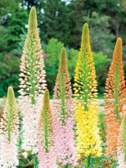 ลิลลี่หางหมาจิ้งจอก (Foxtail Lily / Eremurus isabellinus) คละ / 10 เม็ด (Spain)