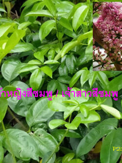 ต้นเจ้าหญิงสีชมพู เจ้าสาวสีชมพู (Pink euodia) กระถาง 10 นิ้ว สูง 50-80 ซ.ม.