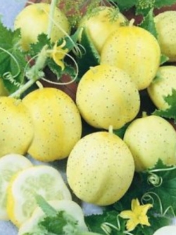 แตงกวาเลม่อน (Lemon cucumber) / 5 เมล็ด (USA)