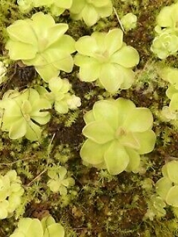 พิงกุยใหญ่ (Pinguicula Giant) / 5 เม็ด (Spain)