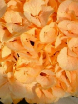 ไฮเดรนเยีย (Hydrangea) สีส้ม / 25 เม็ด