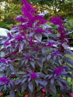ผักโขมสีม่วง (Bright Purple Amaranth) / 25 เม็ด (USA)
