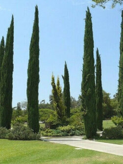 สนเมดิเตอเรเนียน ไซเปรส หรือสนดินสอ / 50 เม็ด (Portugal)