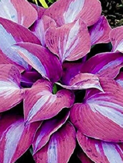 ฮอสต้า สีม่วง (Purple Lily Shade Hosta) / 50 เม็ด (China)*