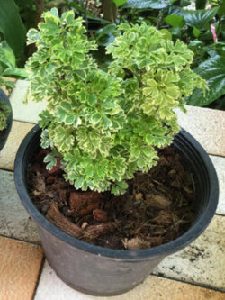 ต้นเล็บครุฑแคระ ใบด่าง กระถาง 6 นิ้ว