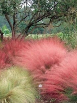 หญ้ามูลี่ชมพู (Pink Muhly grass) / 100 เม็ด (China)