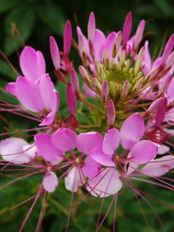 เสี้ยนฝรั่ง (Spider flower) คละ / 100 เม็ด (Hungary)