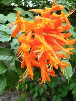 สายน้ำผึ้ง (Honeysuckle) สีส้ม / 100 เม็ด