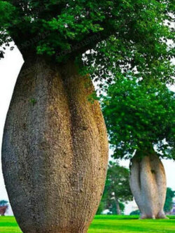 เบาบับ (Baobab) / 5 เม็ด