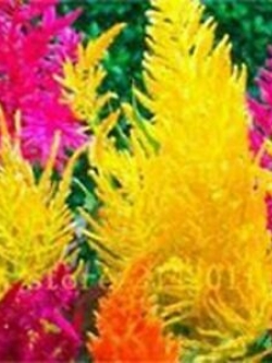 หญ้าภูเขา คละ / 600 เม็ด (นอก)