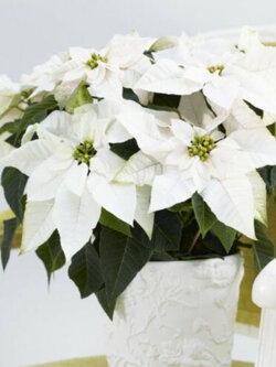 คริสต์มาส (Poinsettia) ขาว / 50 เม็ด