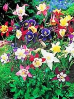 โคลัมบายน์ (Columbine - Mrs Scott Elliott) คละ / 450 เม็ด (UK)