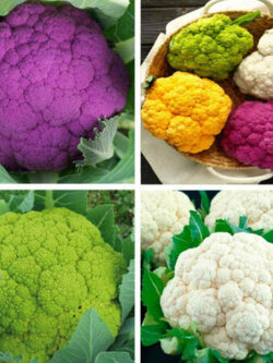 กะหล่ำดอก (Cauliflower) คละ 4 สี / 200 เม็ด (USA)