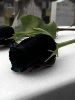 กุหลาบดำ (Black Rose) / 100 เม็ด