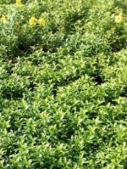 ต้นบานบุรีแคระ ดอกเหลือง กระถาง / ต้น