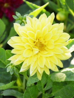 รักเร่ สีเหลือง / 100 เม็ด (S045-3)